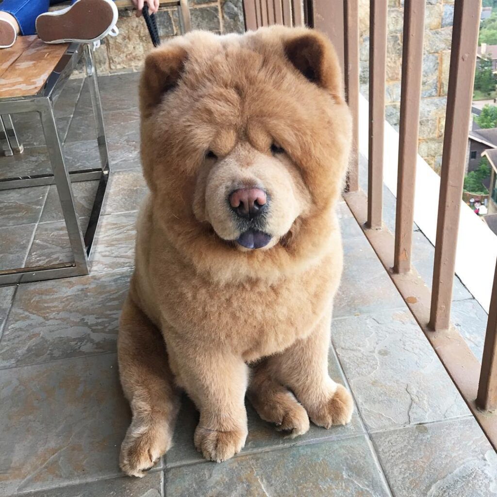 a dog looks like a bear