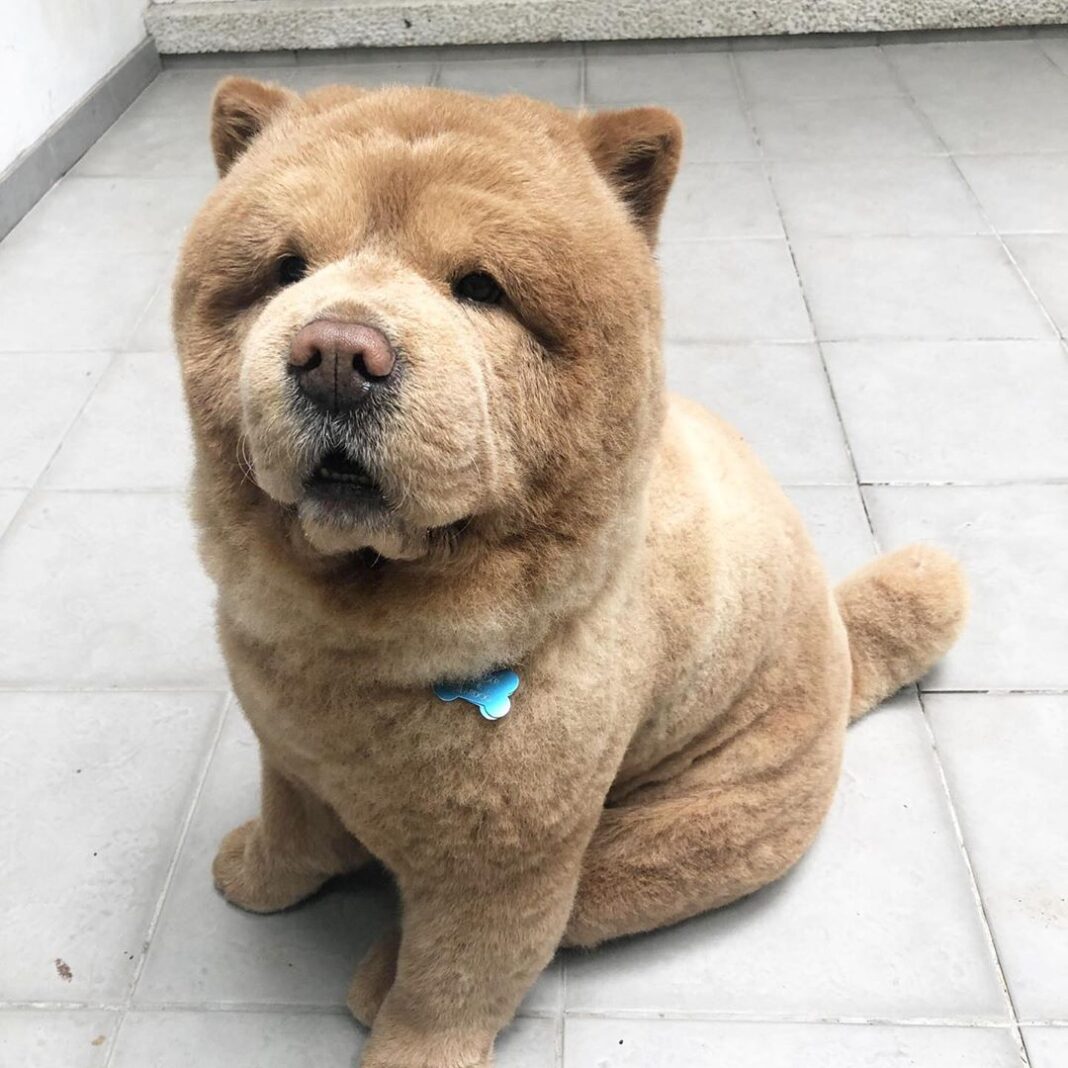 chow teddy