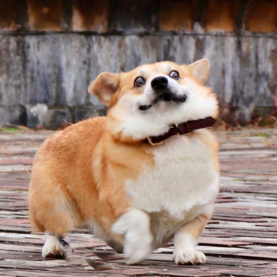 This Corgi From Japan Has The Funniest Facial Expressions That Will ...