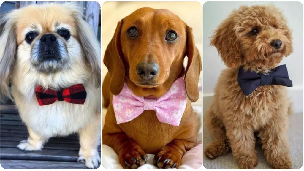 14 Dogs Looking Perfectly Distinguished in Bowties