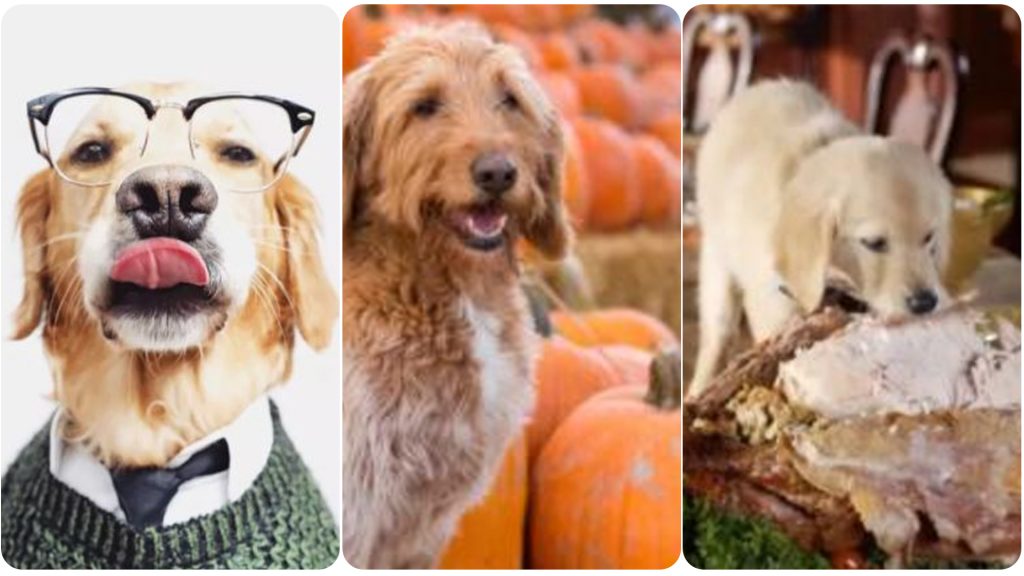 14 Dogs Who Are So Excited for Fall