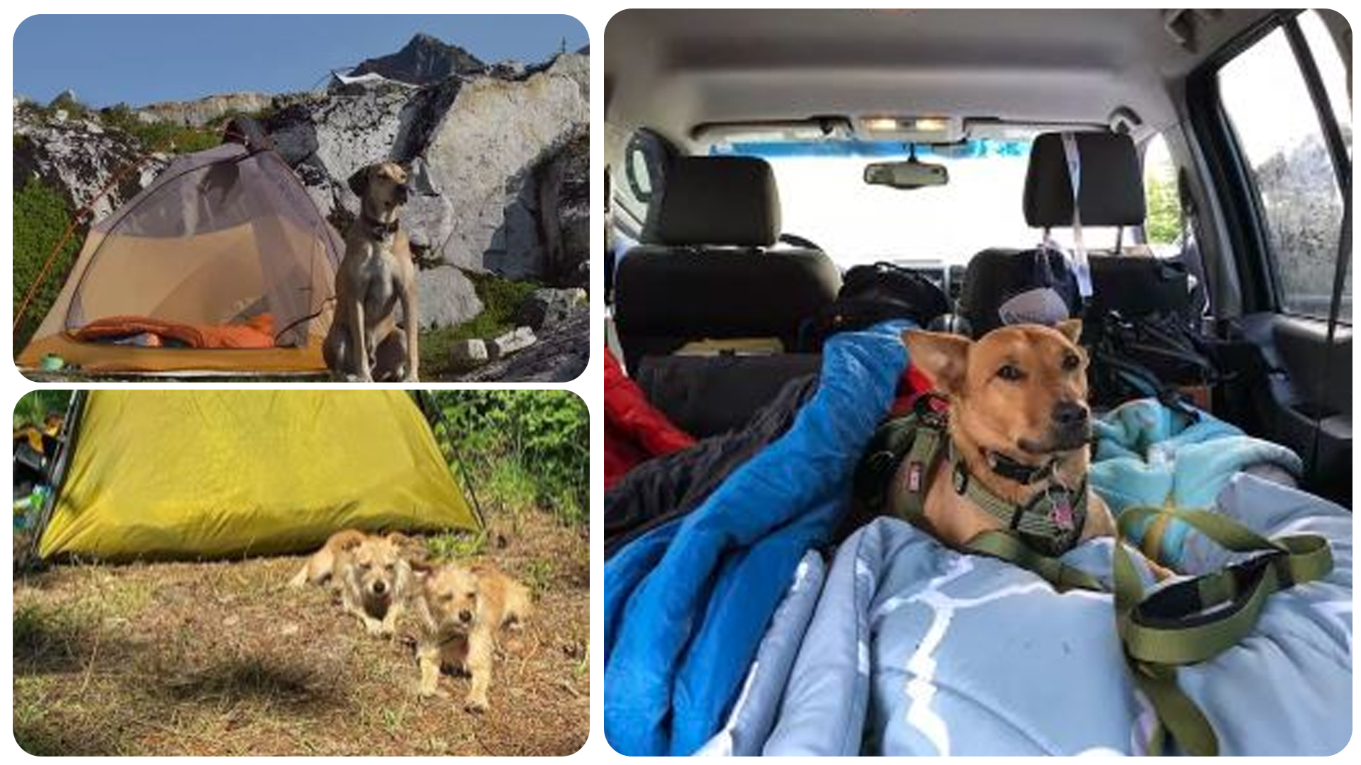 best camping trips with dogs