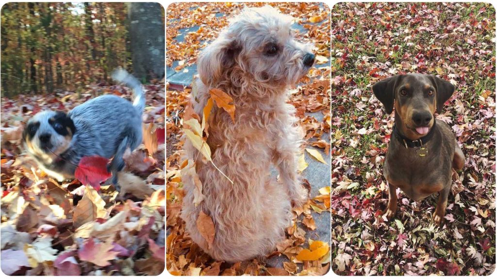 11 Dogs Who Are So Flipping Excited About Fall Leaves