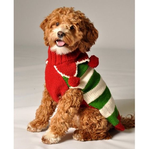 Just 12 Adorable Dogs Wearing Christmas Sweaters | Dogs Addict