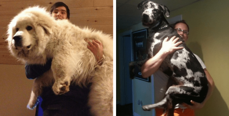 7 Photos Of Giant Dogs Who Love Being Held Like Puppies