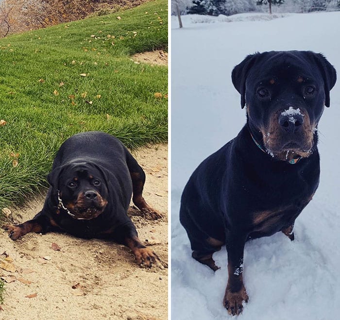 Amazing,Dog,Pictures,Before,After,Weight,Loss