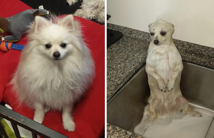 Funny,Dog,Pictures,Before,After,Bath