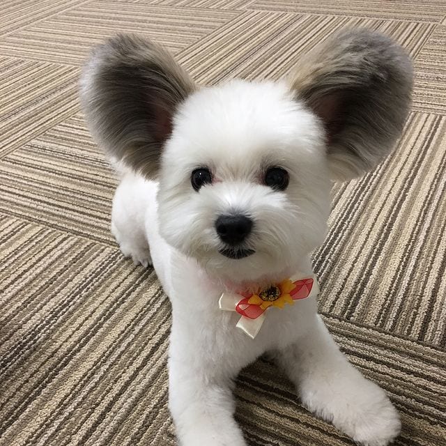 Incredibly,Cute,Maltese,Papillon,Mix,Large EarsLike,Mickey,Mouse,Ears,Cute Maltese,Papillon Mix,Large Ears,Mickey Mouse