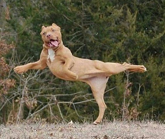 11 Funny Dogs Will Teach You Dance This Week
