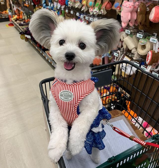 Incredibly,Cute,Maltese,Papillon,Mix,Large EarsLike,Mickey,Mouse,Ears,Cute Maltese,Papillon Mix,Large Ears,Mickey Mouse