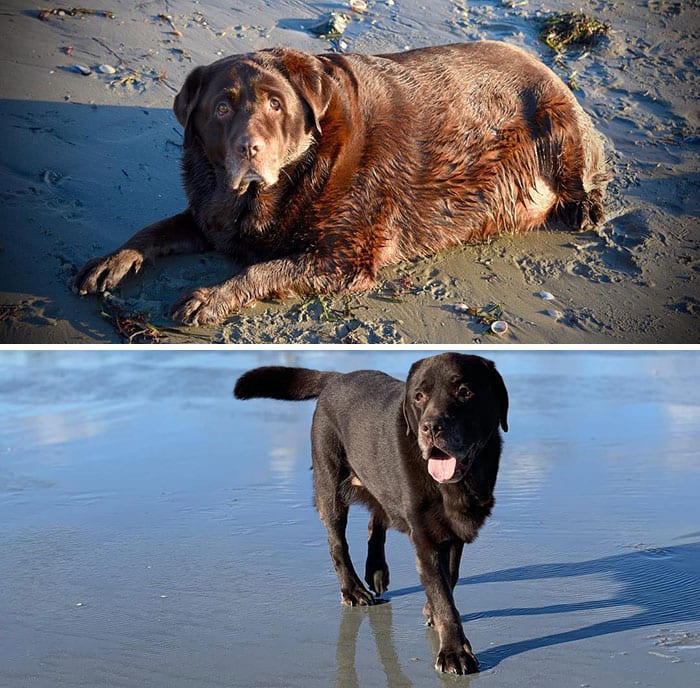 Amazing,Dog,Pictures,Before,After,Weight,Loss