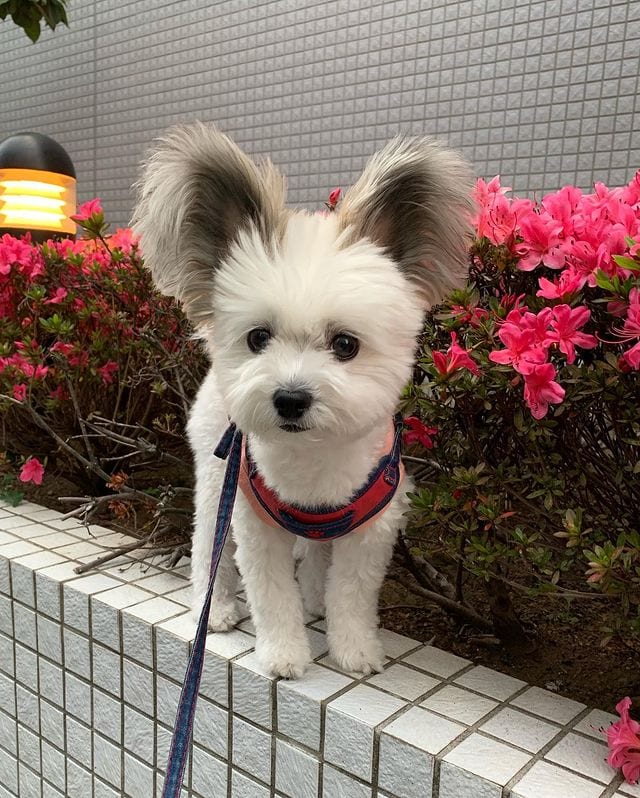 Incredibly,Cute,Maltese,Papillon,Mix,Large EarsLike,Mickey,Mouse,Ears,Cute Maltese,Papillon Mix,Large Ears,Mickey Mouse