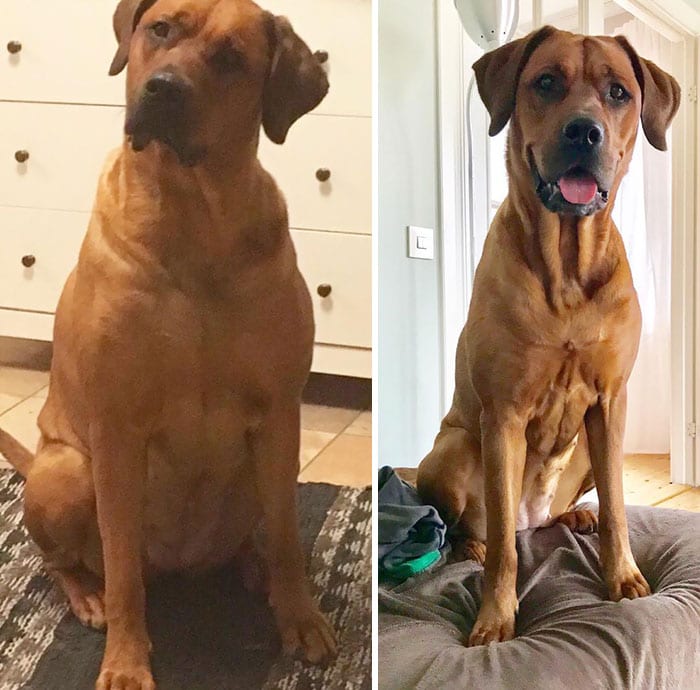 Amazing,Dog,Pictures,Before,After,Weight,Loss