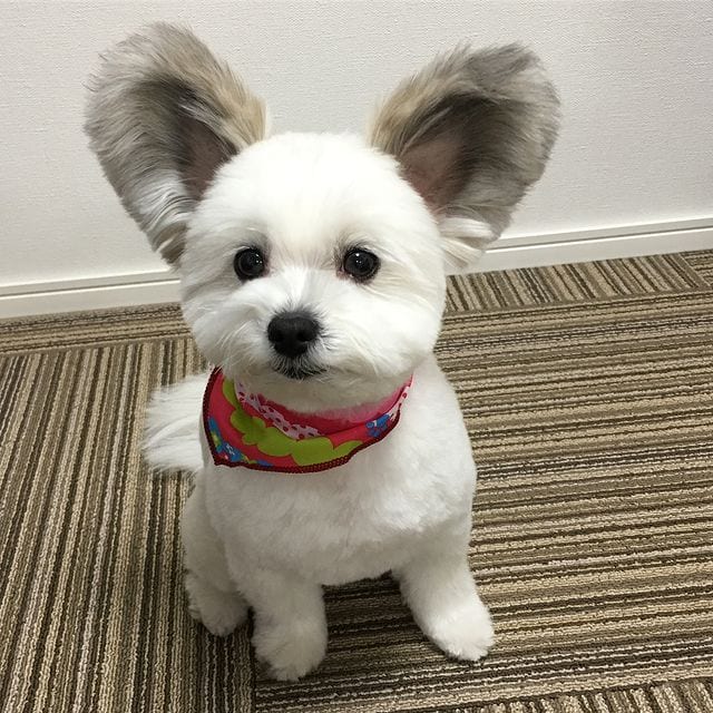 Incredibly,Cute,Maltese,Papillon,Mix,Large EarsLike,Mickey,Mouse,Ears,Cute Maltese,Papillon Mix,Large Ears,Mickey Mouse