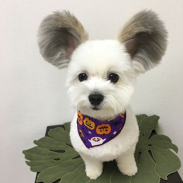 Incredibly,Cute,Maltese,Papillon,Mix,Large EarsLike,Mickey,Mouse,Ears,Cute Maltese,Papillon Mix,Large Ears,Mickey Mouse