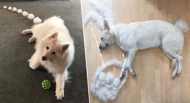 8 Hilarious Pictures Of Shedding Dogs