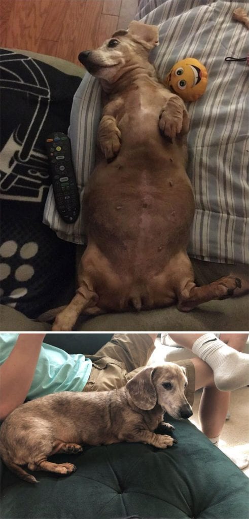 Amazing,Dog,Pictures,Before,After,Weight,Loss