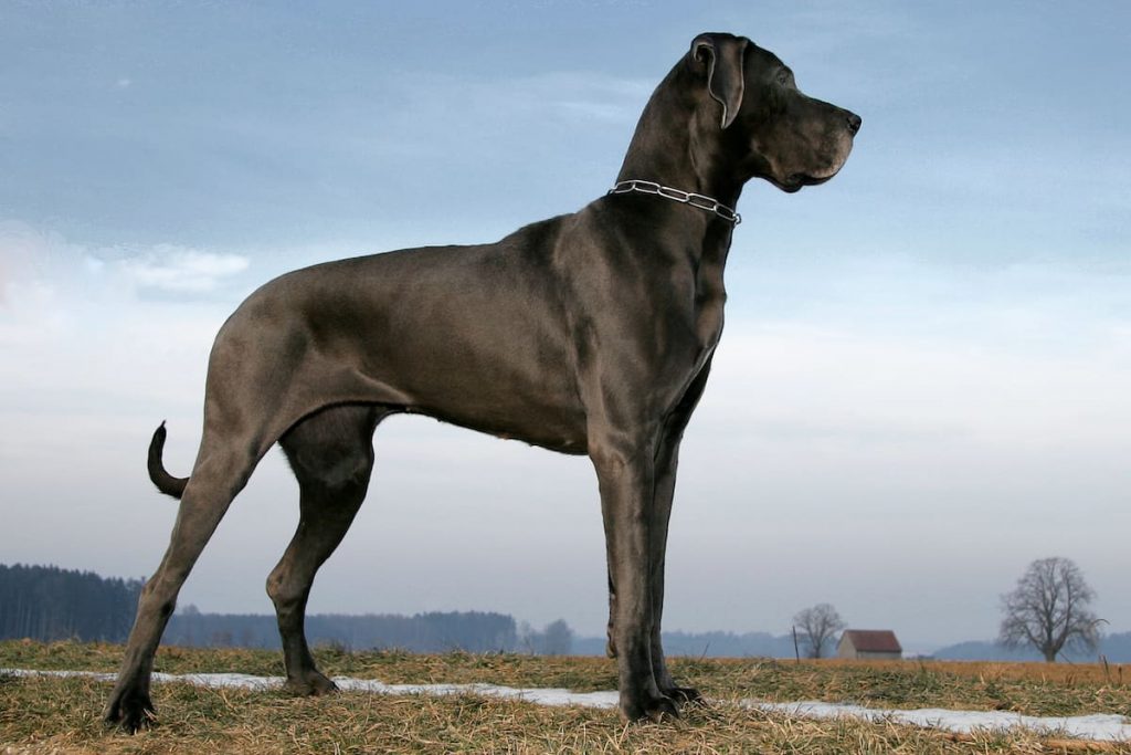 The 14 Funniest Great Dane Dogs You’ve Ever Seen