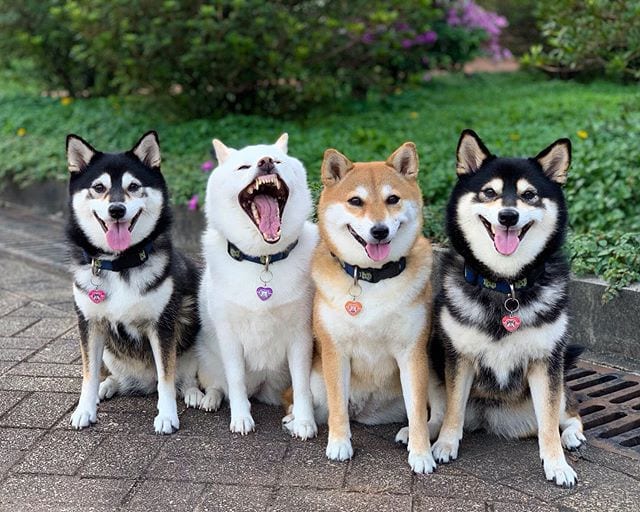 Adorable,Shiba Inu,Good,Ruining,Group,Photos