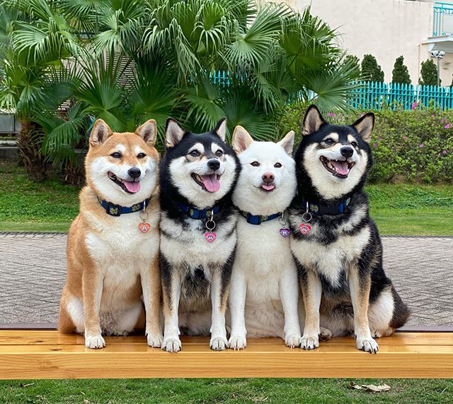 Adorable,Shiba Inu,Good,Ruining,Group,Photos