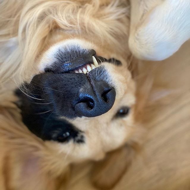 Golden Retriever,Rare,Beauty,Special,Half-Face,Black,Fur,Mask