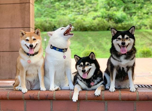 Adorable,Shiba Inu,Good,Ruining,Group,Photos