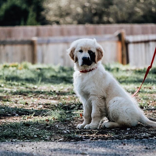 Golden Retriever,Rare,Beauty,Special,Half-Face,Black,Fur,Mask