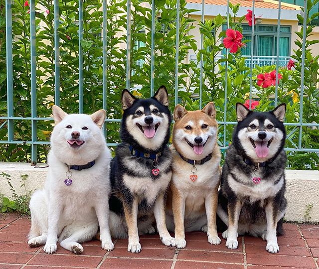 Adorable,Shiba Inu,Good,Ruining,Group,Photos