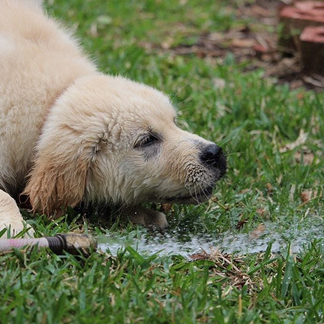 Golden Retriever,Rare,Beauty,Special,Half-Face,Black,Fur,Mask