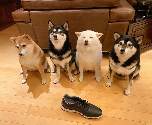 Adorable,Shiba Inu,Good,Ruining,Group,Photos