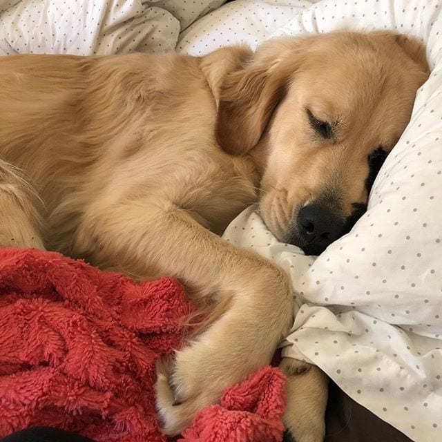 Golden Retriever,Rare,Beauty,Special,Half-Face,Black,Fur,Mask