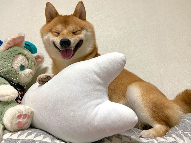 Cute,Shiba Inu,Everyone,Smile