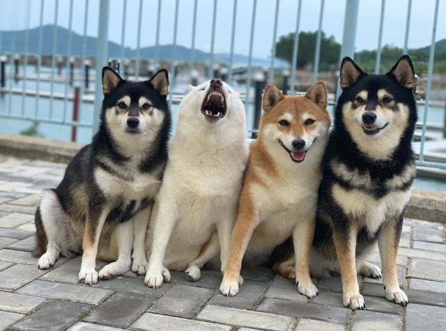 Adorable,Shiba Inu,Good,Ruining,Group,Photos