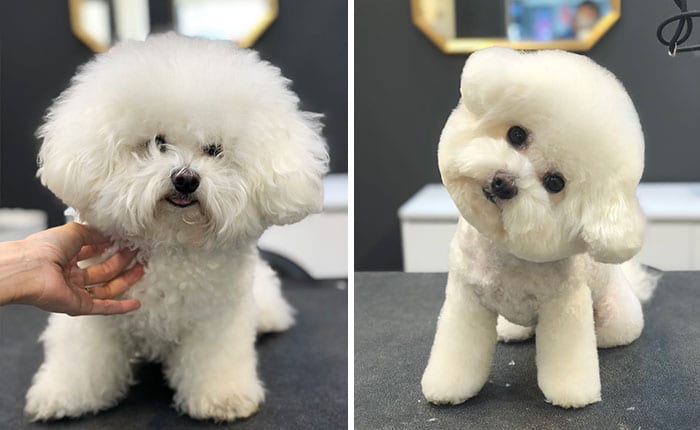 Funny,Dog,Pictures,Before,After,Haircut