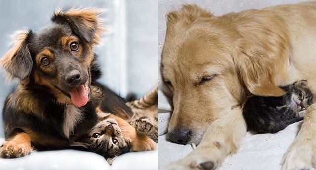 9 Sweet Pictures Of Dogs And Cats Together