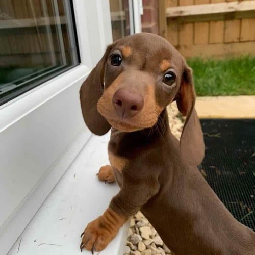 Adopt,Dachshunds,Puppies