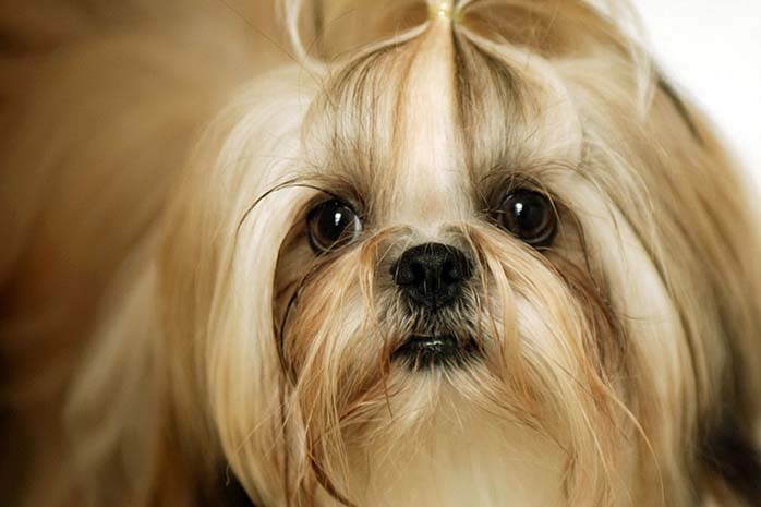 Top,Benefits,Shih Tzu,Dog