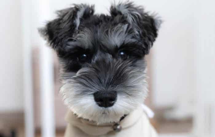 Facts,About,Miniature,Schnauzer,Dog,Breed