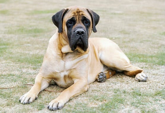 Top,Strongest,dog,Breeds,World