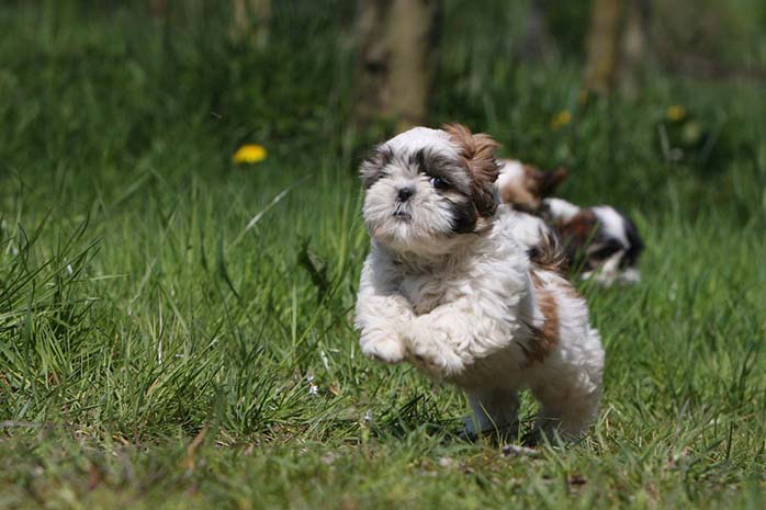 Top,Benefits,Shih Tzu,Dog