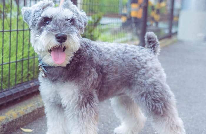 Facts,About,Miniature,Schnauzer,Dog,Breed