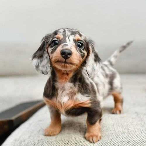 Adopt,Dachshunds,Puppies
