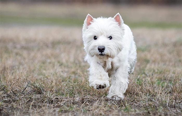 Dog,Vomiting,White,Foam