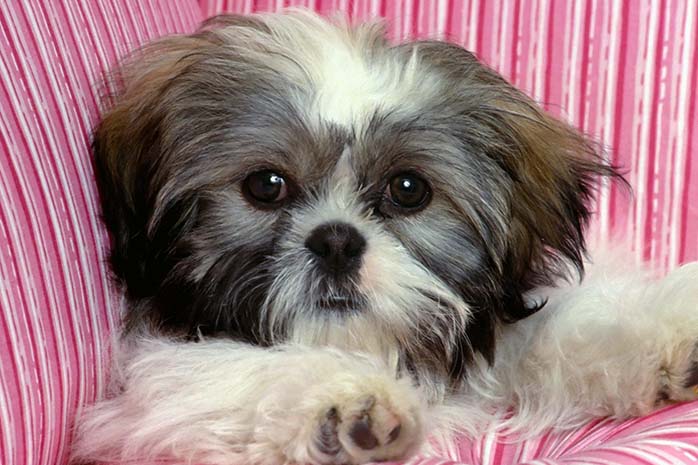 Top,Benefits,Shih Tzu,Dog