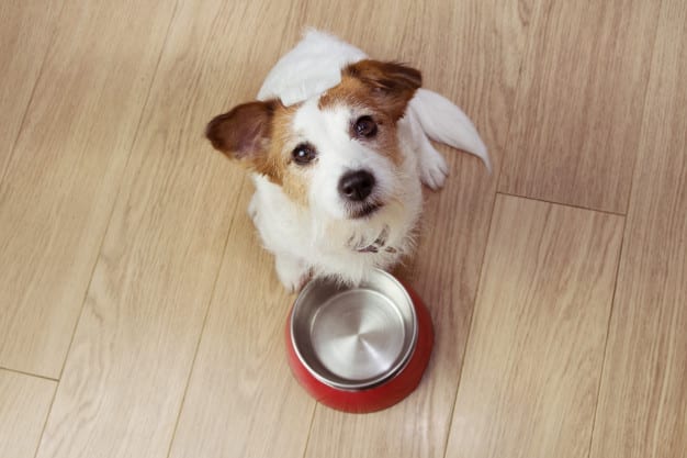 Dog,Vomiting,White,Foam