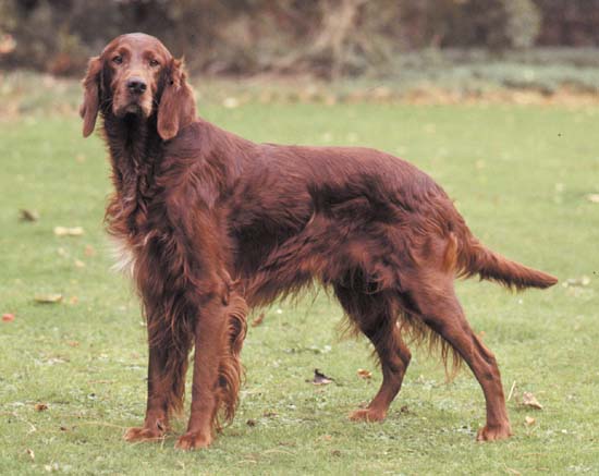 Top,Hunting,Dog,Breeds