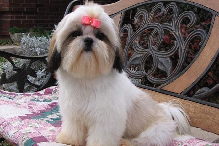 Top,Benefits,Shih Tzu,Dog