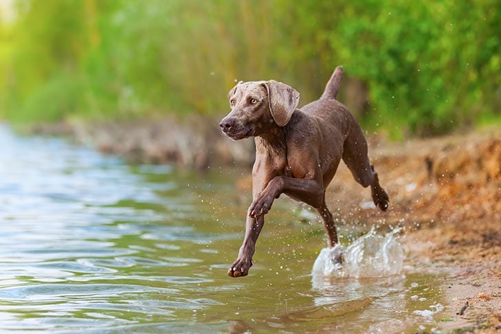 Top,Hunting,Dog,Breeds