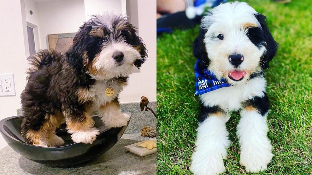 Where to Adopt Bernedoodle Puppies?